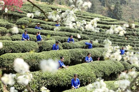 柳州哪裏的早茶好喝？探訪當地茶韻之美