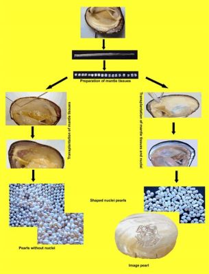 珍珠是什麼產的？探討珍珠的産生與價值
